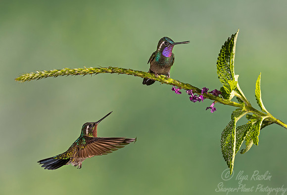 135 Purple-throated Mountain-gem males (Lampornis calolaemus) - Costa Rica