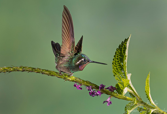 136 Purple-throated Mountain-gem male (Lampornis calolaemus) - Costa Rica