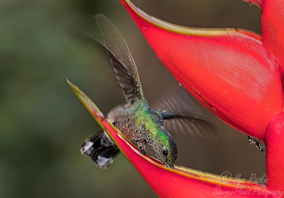 141 Scaly-breasted Hummingbird (Phaeochroa cuvierii) - Costa Rica