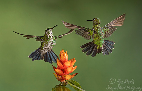 056 Green-crowned Brilliant Hummingbirds females (Heliodoxa jacula) - Costa Rica