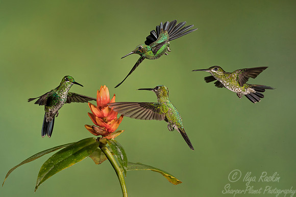 062 Green-crowned Brilliant  Hummingbirds male and females (Heliodoxa jacula) - Costa Rica