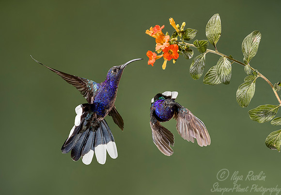 070 Violet Sabrewings (Campylopterus hemileucurus) - Costa Rica
