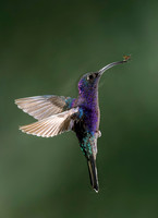 2018 Costa Rica Hummingbirds