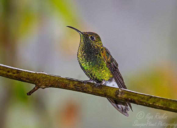 076 Coppery-headed Emerald male (Elvira cupreiceps) - Costa Rica