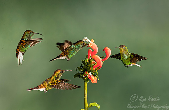079 Coppery-headed Emeralds males (Elvira cupreiceps) - Costa Rica