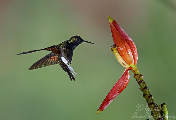 084 Black-bellied Hummingbird male (Eupherusa nigriventris) - Costa Rica
