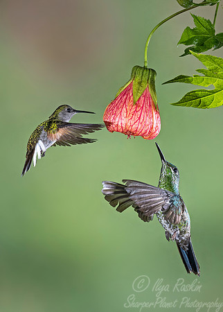 086 Black-bellied (Eupherusa nigriventris) and Green-crowned Brilliant (Heliodoxa jacula) - female Hummingbirds - Costa Rica