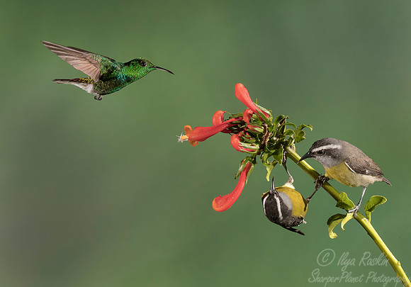 088 Coppery-headed Emerald male (Elvira cupreiceps) and Bananaquits (Coereba flaveola) - Costa Rica