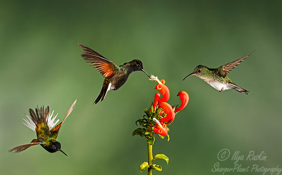 090 Black-bellied Hummingbirds males (Eupherusa nigriventris) and Coppery-headed Emerald female (Elvira cupreiceps) - Costa Rica