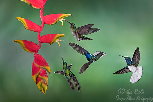 092 White-necked Jacobin males and females (Florisuga mellivora) - Costa Rica