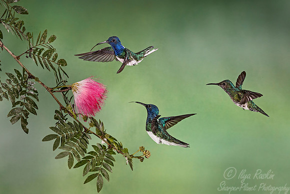 093  White-necked Jacobin males and female (Florisuga mellivora) - Costa Rica