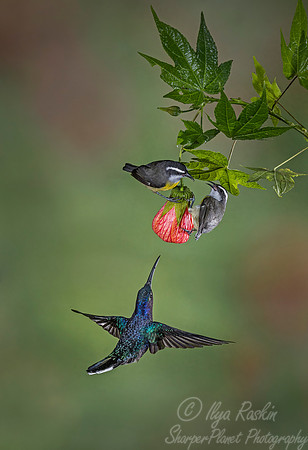 094 White-necked Jacobin male (Florisuga mellivora) and Bananaquits (Coereba flaveola) - Costa Rica