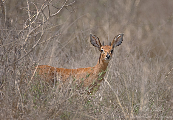 031_Common Duiker (Sylvicapra grimmia)_Madikwe_S Africa