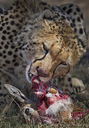 046 Cheetah (Acinonyx jubatus) - Masai Mara Kenya