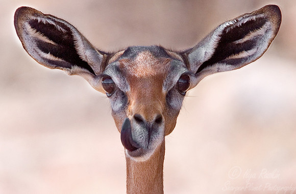 024_Gerenuk_Kenya