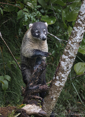 114 White-nosed Coati (Nasua narica) - Coasta Rica