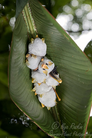 115 Honduran White Bat (Ectophylla alba) - Costa Rica
