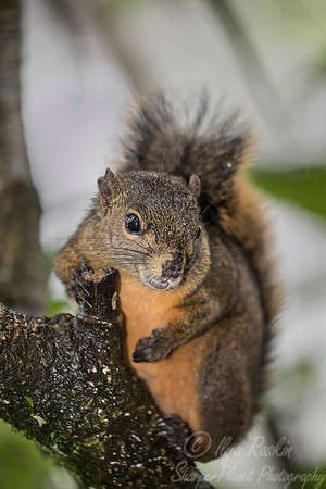116 Variegated Squirrel (Sciurus variegatoides) - Costa Rica