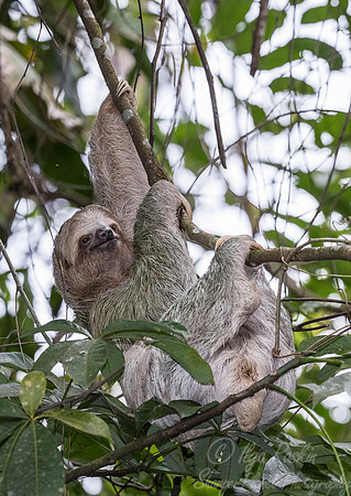 117 Brown-throated Three-Toed Sloth (Bradypus variegatus) - Coasta Rica