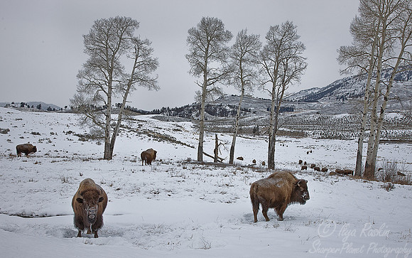 005_American bison (Bison bison)_Yellowstone