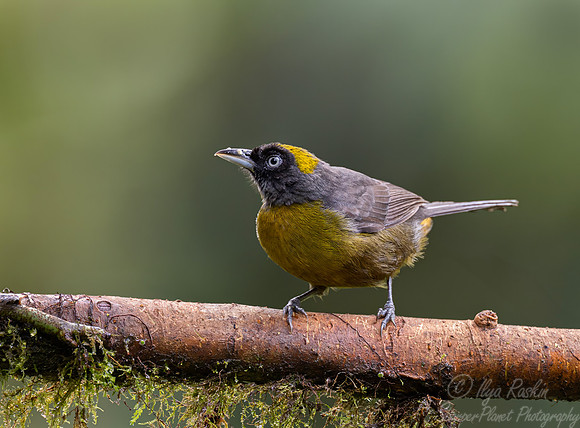 696 Dusky-faced tanager (Mitrospingus cassinii)