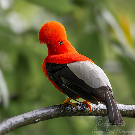 610 Andean cock-of-the-rock (Rupicola peruvianus) - Colombia cloud forest