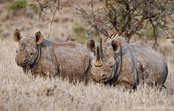 044_Black Rhinoceroses_Kenya