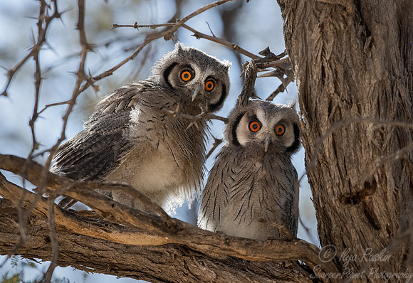 337 Southern white-faced owl (Ptilopsis granti) - Kgalagadi Transfrontier Park SA