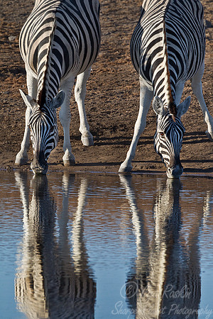 054 Plain Zebras  (Equus quagga) - Etosha Namibia