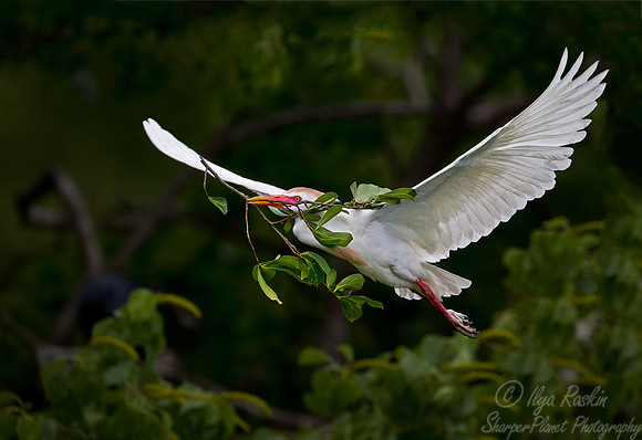124 Cattle Egret (Bubulcus ibis) - LA