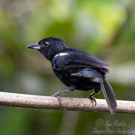 687 White-lined tanager male (Tachyphonus rufus) -Ecuador