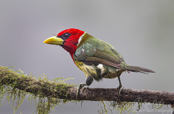 636 Red-headed barbet (Eubucco bourcierii) - Ecuador