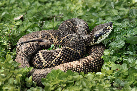 189 Brazilian viper (Bothrops jararaca) Brazil Atlantic forest