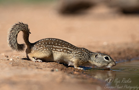 212 Mexican ground squirrel (Ictidomys mexicanus) - TX