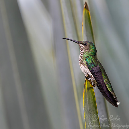 511 White-necked jacobin female (Florisuga mellivora) - Colombia cloud forest