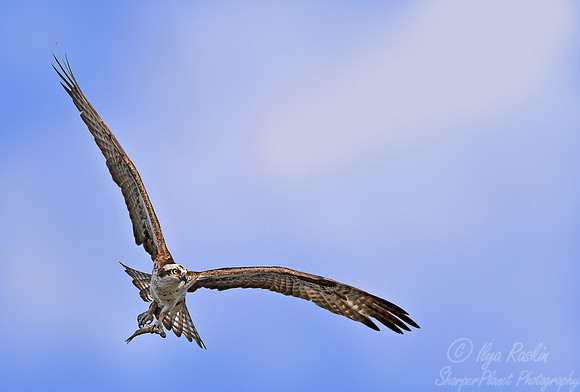 048 Osprey - NJ