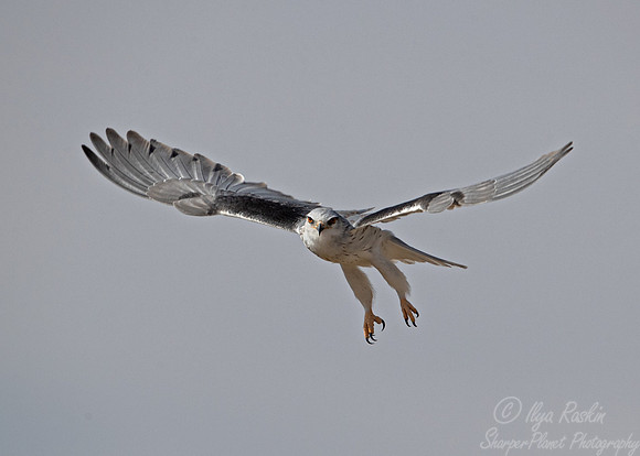 352 Black-shouldered kite (Elanus axillaris) - Kagalagadi Transfrontier Park SA