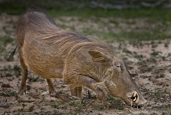 087_Warthog_South Africa
