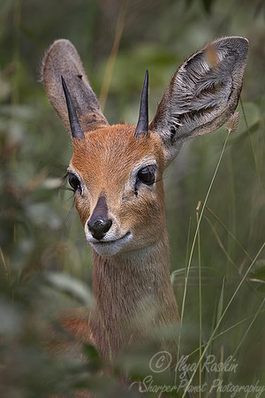 122 Steenbok (Raphicerus campestris) - Etosha Namibia