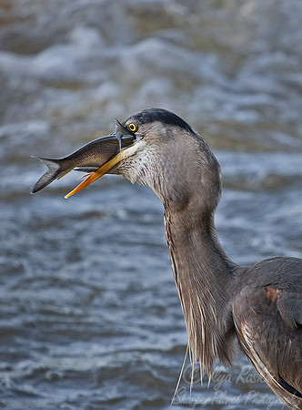 002_Great Blue Heron (Ardea herodias) with Shad_VA