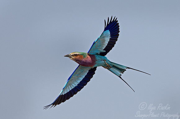 189 Lilac-breasted roller (Coracias caudatus) - Botswana