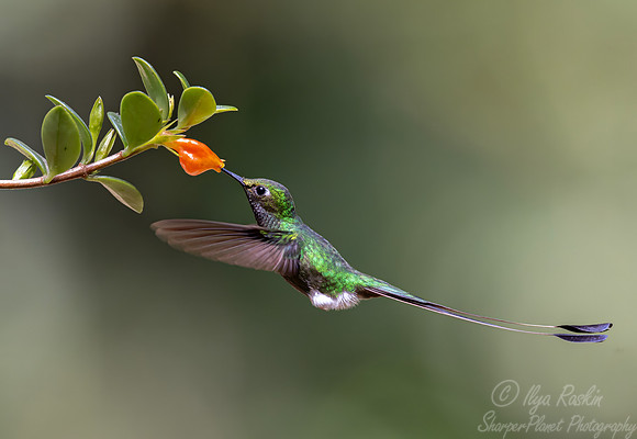 466 White-booted racket-tail male (Ocreatus underwoodii) - Colombia cloud forest