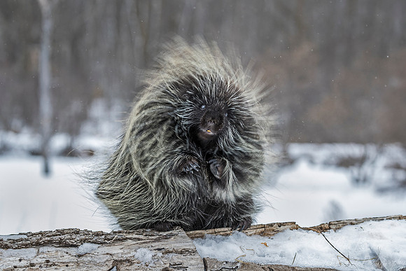 121 North American Porcupine (Erethizon dorsatum) - Minnesota Wildlife Connection