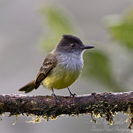 728 Dusky-capped flycatcher (Myiarchus tuberculifer) - Ecuador