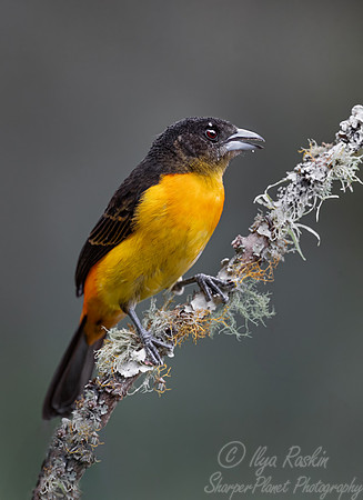 542 Fame-rumped tanager female (Ramphocelus flammigerus) - Colombia cloud forest