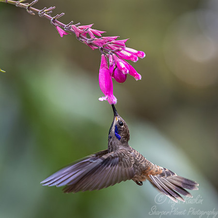 450 Brown violetear (Colibri delphinae) - Colombia cloud forest