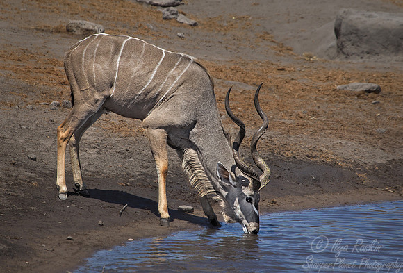 139 Greater Kudu (Tragelaphus strepsiceros) - Etosha Namibia