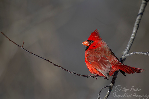 102 Northern Cardinal male (Cardinalis cardinalis) - NJ