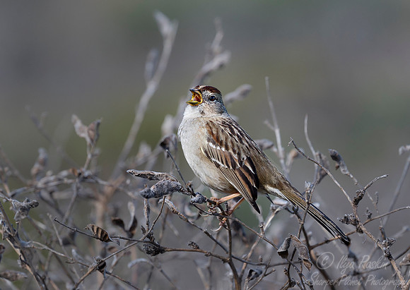 088 White-crowned Sparrow (Zonotrichia leucophrys) - Point Reyes CA
