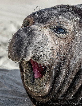 164 Northern Elephant Seal (Mirounga angustirostris) - Point Reyes CA